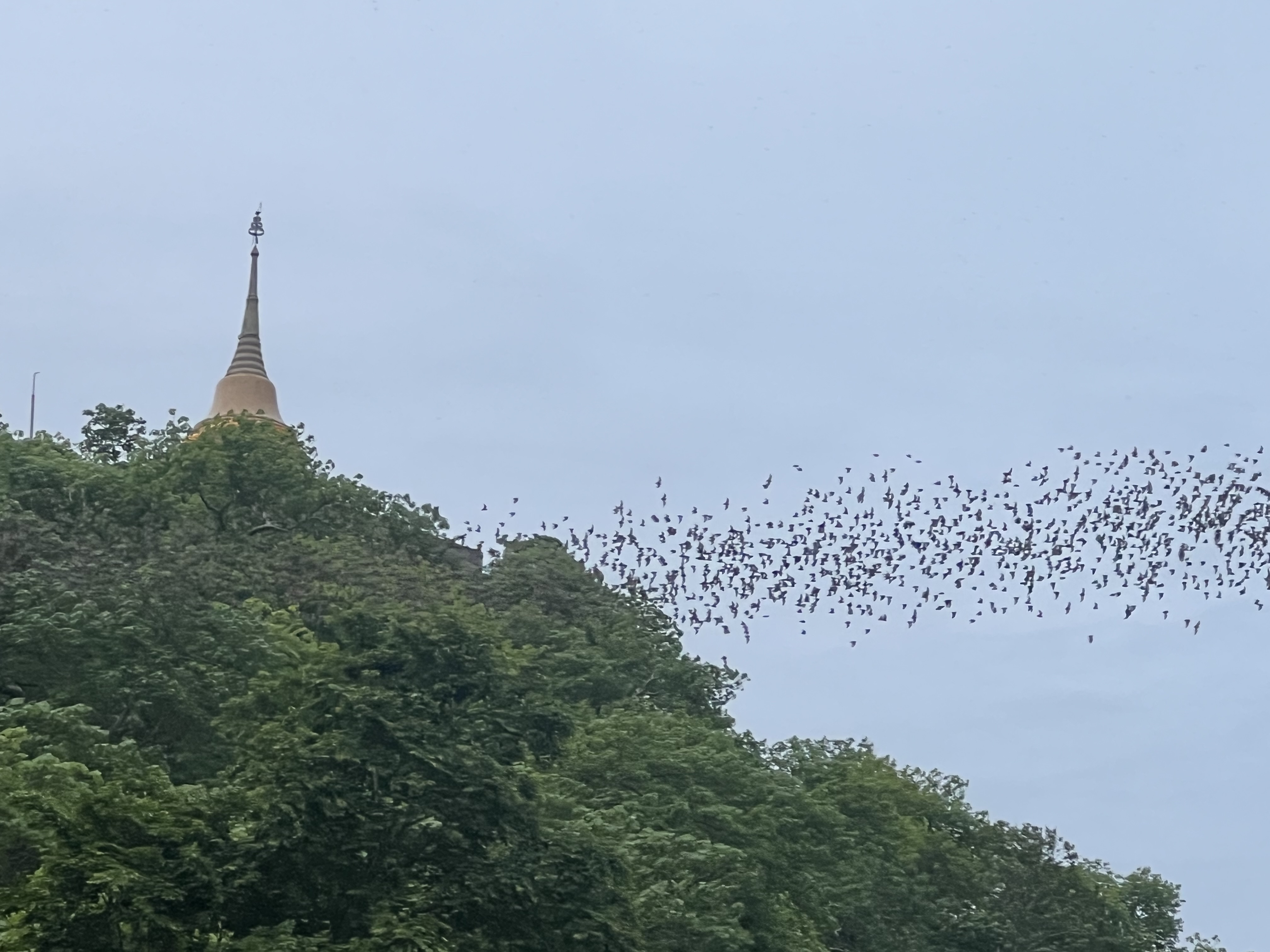 Die größten Rätsel der Welt: Fledermauskolonien & Diamantenbäume